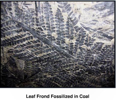LeafFossil-COAL