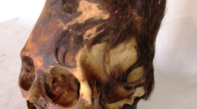 Nephalim & Anakim Longneck Skulls From Paracas Peru DNA Tested – Press Conference Feb 2018