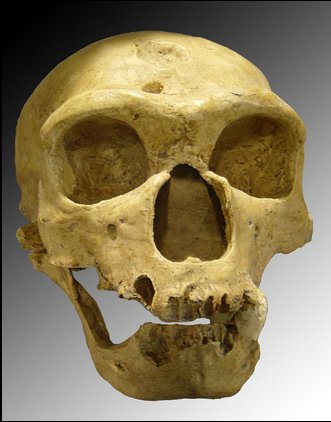 NeanderthalerSkull