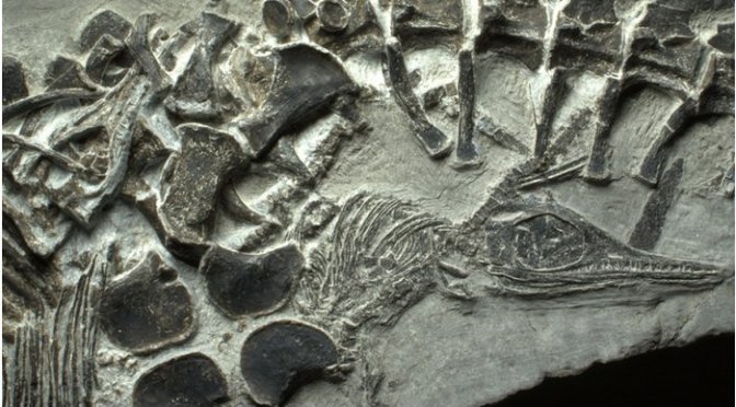 What about those 100-million-year-old dinosaur fossils?
