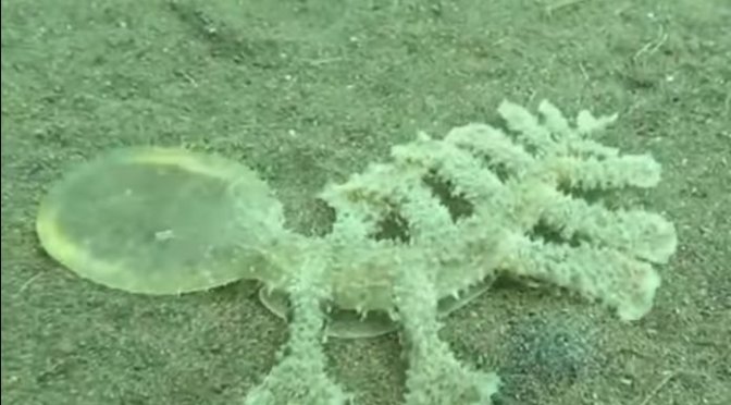 Now what did this Bali sea creature evolve from! A vacuum cleaner? Or a grass mower?